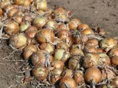 Import cebuli do Polski. Skąd i jakie ilości sprowadzamy?