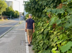 Innowacyjne chodniki w Katowicach. Są w pełni zielone