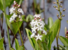 Bobrek trójlistkowy – źródło mikroelementów, na zaburzenia trawienia