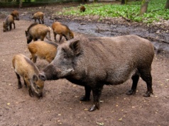 Rolnik liczy straty w tysiącach, a dostał 47 zł – absurdalne odszkodowania szokują wieś