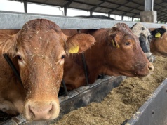 Amerykańska genetyka w stadzie bydła i gorzelnia zapewniająca paszę oraz nawóz jako produkty uboczne