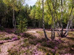 To prawdziwy cud natury. Jesienią zakwitają tam wrzosowe dywany