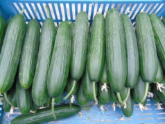 Aktualna cena ogórków gruntowych i szklarniowych, wrzesień 2025