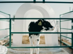 Budki dla cieląt: jak je czyścić? Praktyczne rady i wskazówki