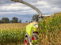 FAO: lepsze perspektywy dla zbóż paszowych. Produkcję zbóż w 2025 r. na rekordowo wysokim poziomie