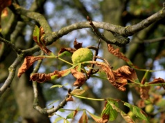 Dlaczego już usychają liście kasztanowca?