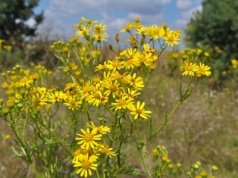 W PRL-u często sięgano po napary z tej rośliny. Okazuje się, że jest bardzo trująca i rakotwórcza
