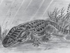 Płazy cierpiały na choroby kostne. Odkryli to badacze z Opola