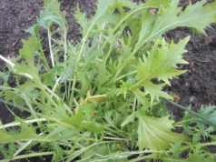 Kapusty o oryginalnym smaku. Zbierzesz liście już po 3 tygodniach