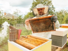 Czy pszczelarz musi ubezpieczyć się w KRUS?