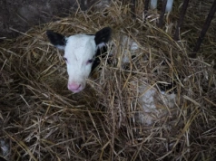 Krowy urodzone zimą dłużej żyją? Są wyniki badań