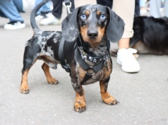 Marsz Jamników Kraków 2025. Szczekające czworonogi opanowały miasto [ZDJĘCIA]