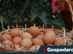 Ceny jaj w końcu trafią na szklany sufit