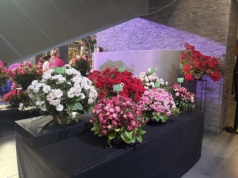 51. Święto Róży w Kutnie – wystawa „Kształt Zapachu”, jarmark i koncerty