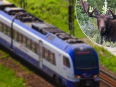 "Chopin" dojechał do Polski bez kilku wagonów przez... łosia. W tę historię aż trudno uwierzyć