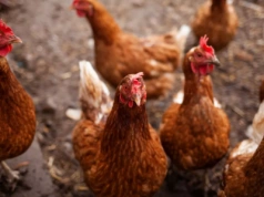 Grypa ptaków powraca do Europy. Czy wkrótce znów pojawi się w Polsce?