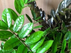 Zrób śliwkowy nawóz do zamiokulkasa. Odwdzięczy ci się tysiącem liści