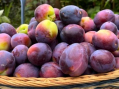 Robię ze śliwek coś dużo lepszego niż powidła. To prawdziwy eliksir zdrowia