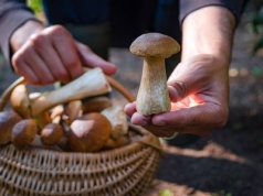 Nie rośliny, nie zwierzęta. Niezwykłe fakty o grzybach