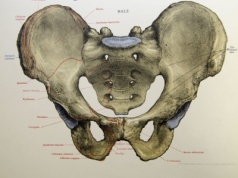 Dzięki czemu przyjęliśmy postawę wyprostowaną? Naukowcy opisali radykalne zmiany w miednicy