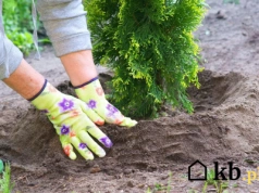 Wrzesień to idealny moment na sadzenie tui. Jeden trik gwarantuje sukces