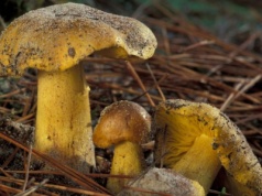 Ten grzyb odstrasza w Europie. W Polsce jest chętnie zbierany