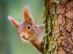 Jak wiewiórki radzą sobie ze zmianami klimatu? Wyniki badań zaskakują