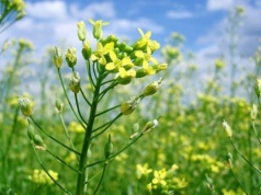 Lnianka siewna i olej rydzowy – zastosowania prastarej rośliny