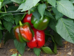 Wciornastek paprykowiec niszczy uprawy pod osłonami