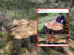 Leśnicy wycięli 337-letnią jodłę. Potem nie chcieli wierzyć. 
