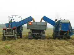 Cena ziemniaków szokuje. 45 gr dla rolnika, a w sklepie nawet 6 razy więcej