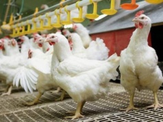 08.09.2025 Ceny skupu kurczaka i sprzedaży tuszki: stabilnie z niewielkimi podwyżkami