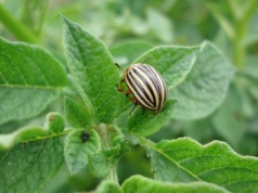 Rolnik opracował zbieraczkę stonki ziemniaczanej. I wzbudza zainteresowanie