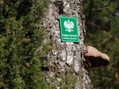 Mieszkańcy wybiorą drzewa, które zostaną pomnikami przyrody