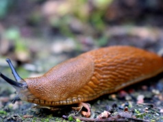Myśleli, że to młodzież robi kawały. Winowajcą okazał się... ślimak