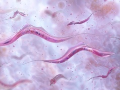 "Całujące pluskwy" z pasożytami. W USA rozprzestrzenia się choroba Chagasa