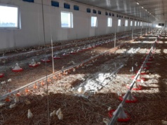 Kolejne ogniska rzekomego pomoru drobiu