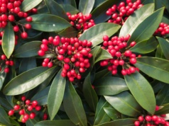 Nie tylko rododendrony i azalie. Ta roślina wygląda jak czerwone korale