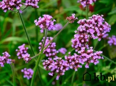 Poznajesz tę roślinę? Kwitnie do przymrozków i zachwyca w każdym ogrodzie!