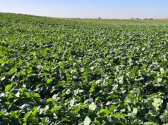 Nie spóźnić skracania rzepaku