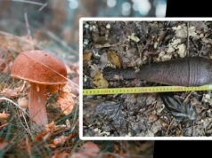 Leśne grzybobranie zakończone odkryciem granatu