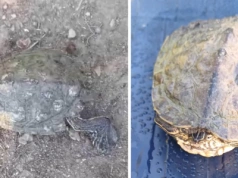 Szepietowo: Żółw na wędkę – nietypowe spotkanie z naturą [VIDEO]