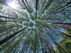 Międzynarodowy Dzień Kąpieli Leśnych. To okazja do kontaktu z naturą!