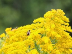 Ta roślina to symbol jesieni. Na polskich łąkach jest nieproszonym gościem