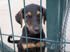 Rośnie fala przemocy wobec zwierząt. „Nic się nie zmieni, jeśli nie zaostrzymy kar”