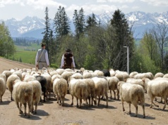 Tłumy pod bacówką. W górach noclegu nie znajdziesz. Wszystko przez jedno wydarzenie