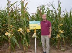 Kukurydza. Opóźnienia sięgają nawet trzech tygodni