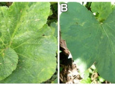 Nowy wirus dyniowatych – Moroccan watermelon virus