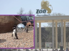 Pingwiny maszerują w rytmie disco. To nowa atrakcja we wrocławskim zoo