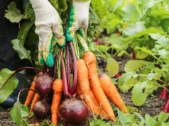 MRiRW chce wprowadzić znak żywności ekologicznej w żywieniu zbiorowym